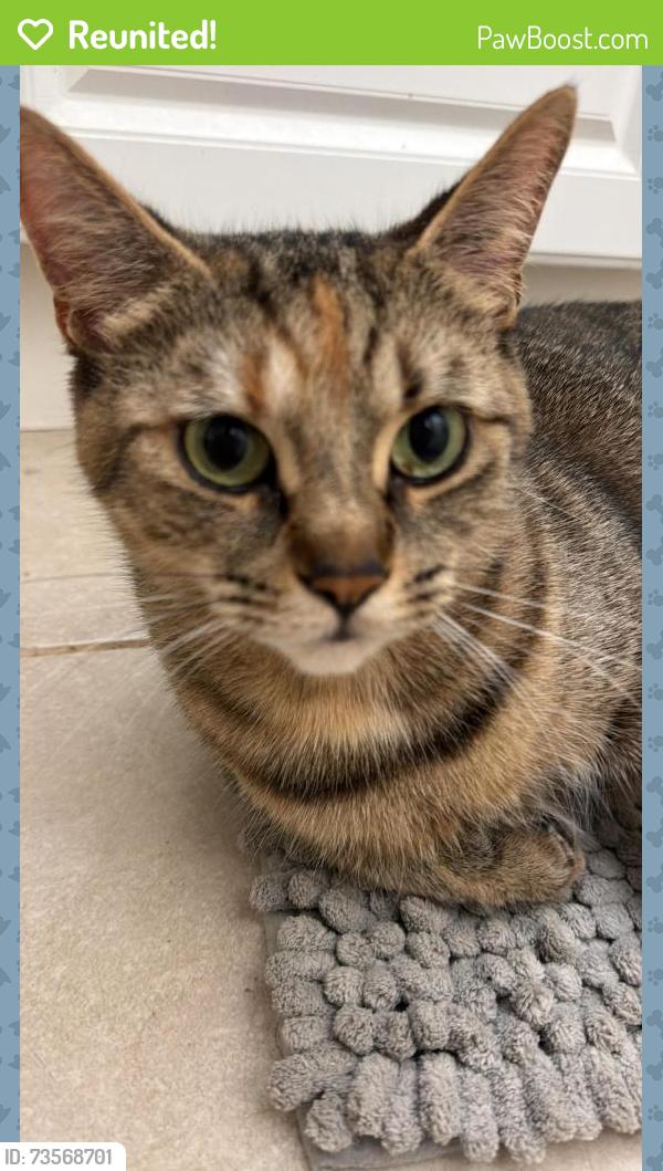 Reunited Female Cat last seen Church, Toronto, ON M1B 1H6