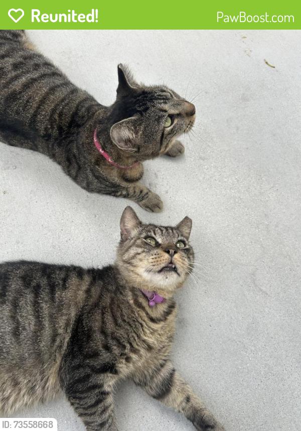 Reunited Male Cat last seen 152nd, Miami, FL 33186