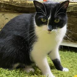 Reunited Male Cat last seen Royal oaks and melcanyon, Duarte, CA 91010