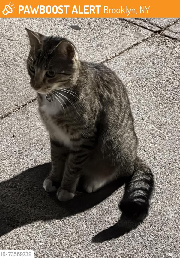 Found/Stray Unknown Cat last seen Bay 37th Street between Bath Ave and Benson, Brooklyn, NY 11214