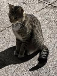 Found/Stray Unknown Cat last seen Bay 37th Street between Bath Ave and Benson, Brooklyn, NY 11214