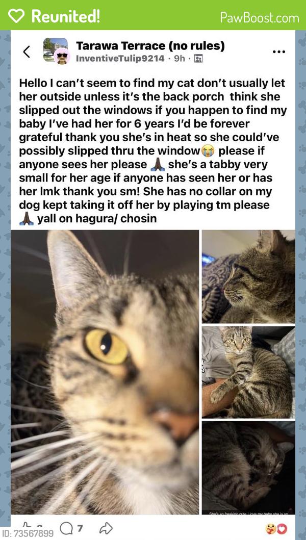 Reunited Female Cat last seen Near Chosin Cir, Tarawa Terrace, NC 28543, USA, Jacksonville, NC 28543
