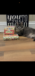 Lost Female Cat last seen Barton and Lottridge street, Hamilton, ON L8L 6V7