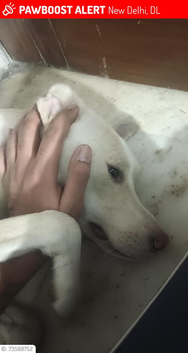 Lost Male Dog last seen Ramesh nagar metro, New Delhi, DL 110015