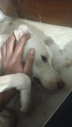 Lost Male Dog last seen Ramesh nagar metro, New Delhi, DL 110015