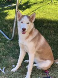 Lost Female Dog last seen E Coffee Creek and N Coltrane Rd, Edmond, OK 73034