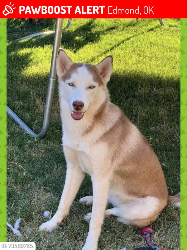 Lost Female Dog last seen E Coffee Creek and N Coltrane Rd, Edmond, OK 73034