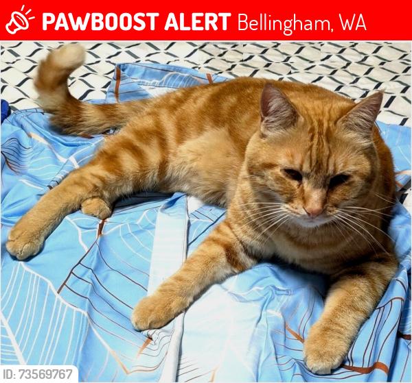 Lost Male Cat last seen Texas and Moore, Bellingham, WA 98229
