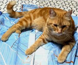 Lost Male Cat last seen Texas and Moore, Bellingham, WA 98229