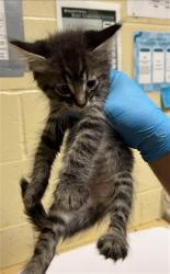 Shelter Stray Male Cat last seen STANFORD AVE & COLFAX ST, 2127 Front St, Sacramento, CA 95818, USA