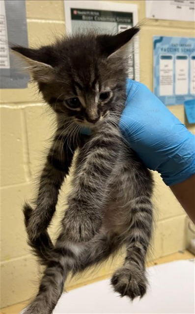 Shelter Stray Male Cat last seen STANFORD AVE & COLFAX ST, 2127 Front St, Sacramento, CA 95818, USA