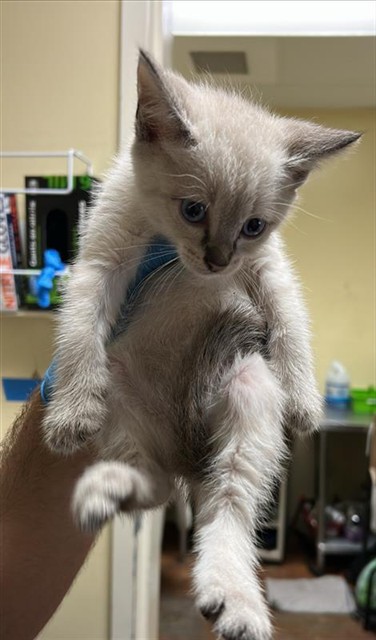 Shelter Stray Female Cat last seen STANFORD AVE & COLFAX ST, 2127 Front St, Sacramento, CA 95818, USA