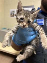Shelter Stray Female Cat last seen STANFORD AVE & COLFAX ST, 2127 Front St, Sacramento, CA 95818, USA