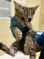 Shelter Stray Female Cat last seen STANFORD AVE & COLFAX ST, 2127 Front St, Sacramento, CA 95818, USA