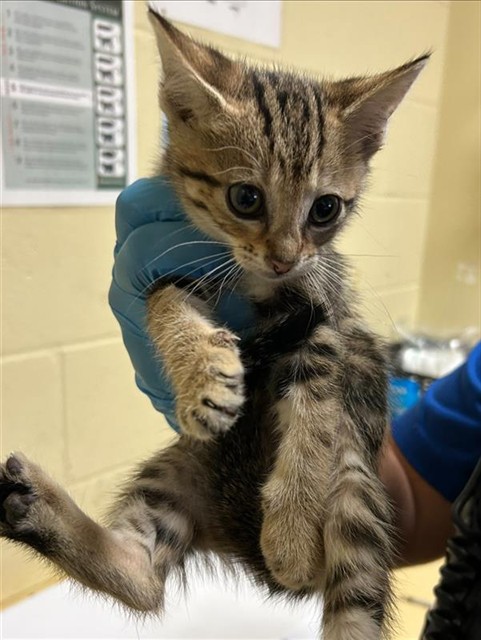 Shelter Stray Female Cat last seen STANFORD AVE & COLFAX ST, 2127 Front St, Sacramento, CA 95818, USA