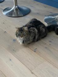 Reunited Male Cat last seen The Ridgeway, Amersham, Buckinghamshire, England 