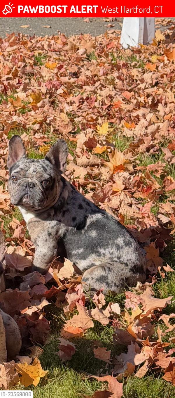 Lost Male Dog last seen Manchester Circle/mayflower Street/Webster Hill, West Hartford, CT 06110