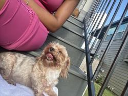 Lost Female Dog last seen Let her outside in back yard and when i went to let her and our other dog back in only 1 returned, Houston, TX 77433