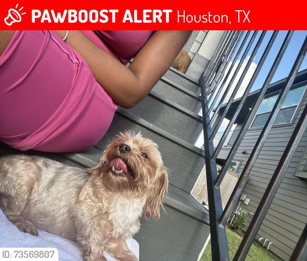 Lost Female Dog last seen Let her outside in back yard and when i went to let her and our other dog back in only 1 returned, Houston, TX 77433