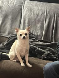 Reunited Male Dog last seen Northview Dr, Sacramento, CA 95833