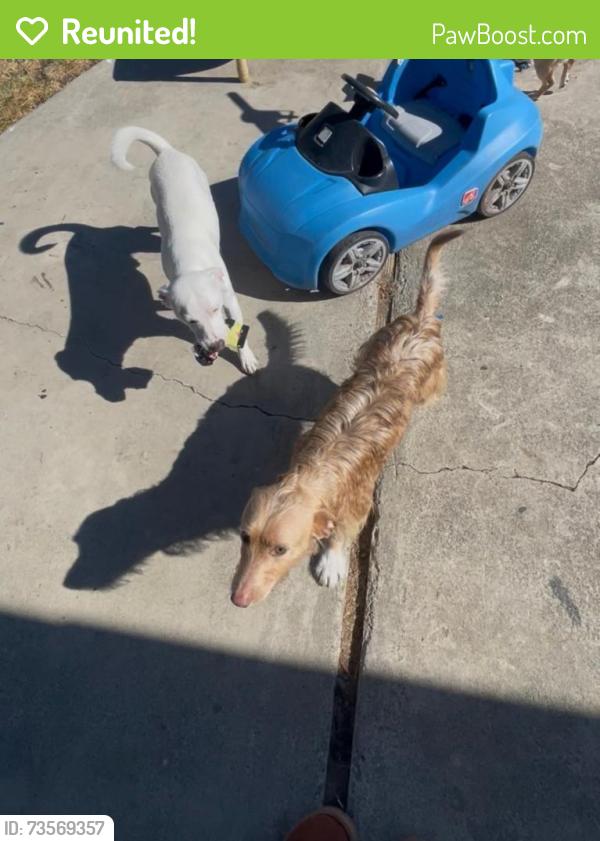 Reunited Male Dog last seen Kirker Pass & Valle Vista, Pittsburg, CA 94565