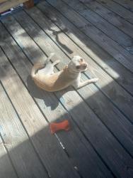 Reunited Male Dog last seen Near Northfield Dr apt c, Sacramento, CA 95833