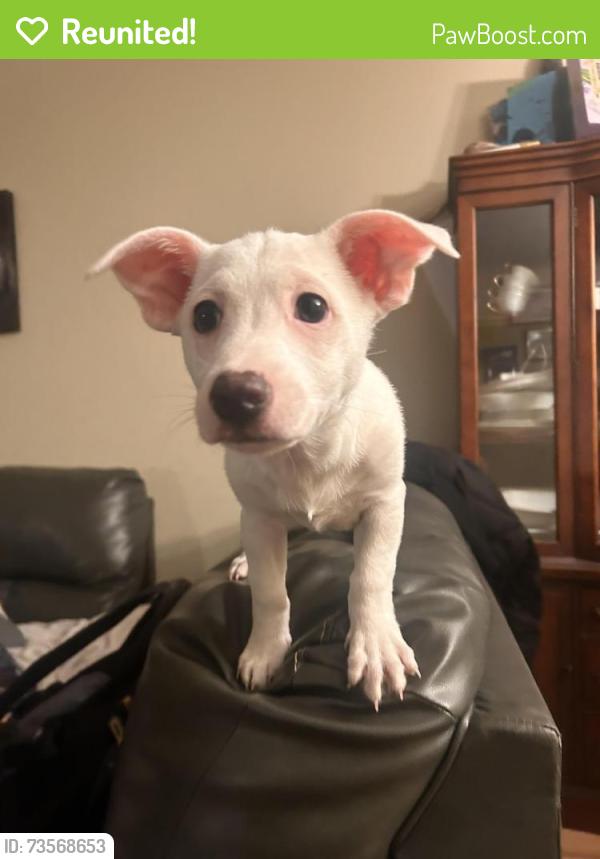 Reunited Male Dog last seen Valle Vista & Kirker Pass, Pittsburg, CA 94565