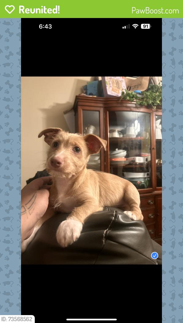 Reunited Male Dog last seen Valle Vista street & main road Kirker pass, Pittsburg, CA 94565
