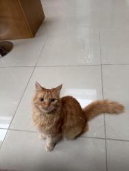 Lost Male Cat last seen Ladybarn primary school, Greater Manchester, England M20 4SZ