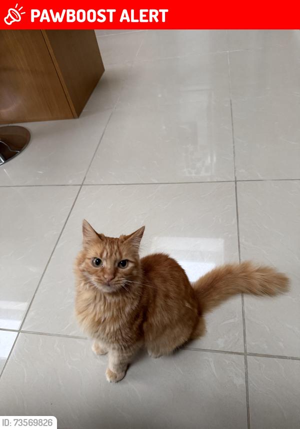 Lost Male Cat last seen Ladybarn primary school, Greater Manchester, England M20 4SZ