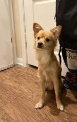 Found/Stray Male Dog last seen Basswood, Fort Worth, TX 76137