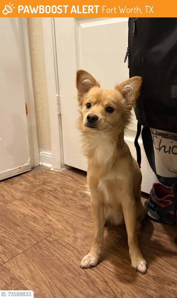 Found/Stray Male Dog last seen Basswood, Fort Worth, TX 76137