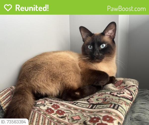 Reunited Male Cat last seen Stoney Creek, London, ON N5X 4M8