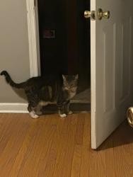 Reunited Male Cat last seen Whitman Dr., Washington Township, NJ 08012