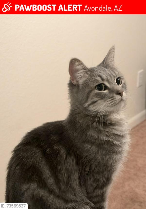 Lost Female Cat last seen n 111th ave, Avondale, AZ 85392