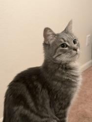 Lost Female Cat last seen n 111th ave, Avondale, AZ 85392