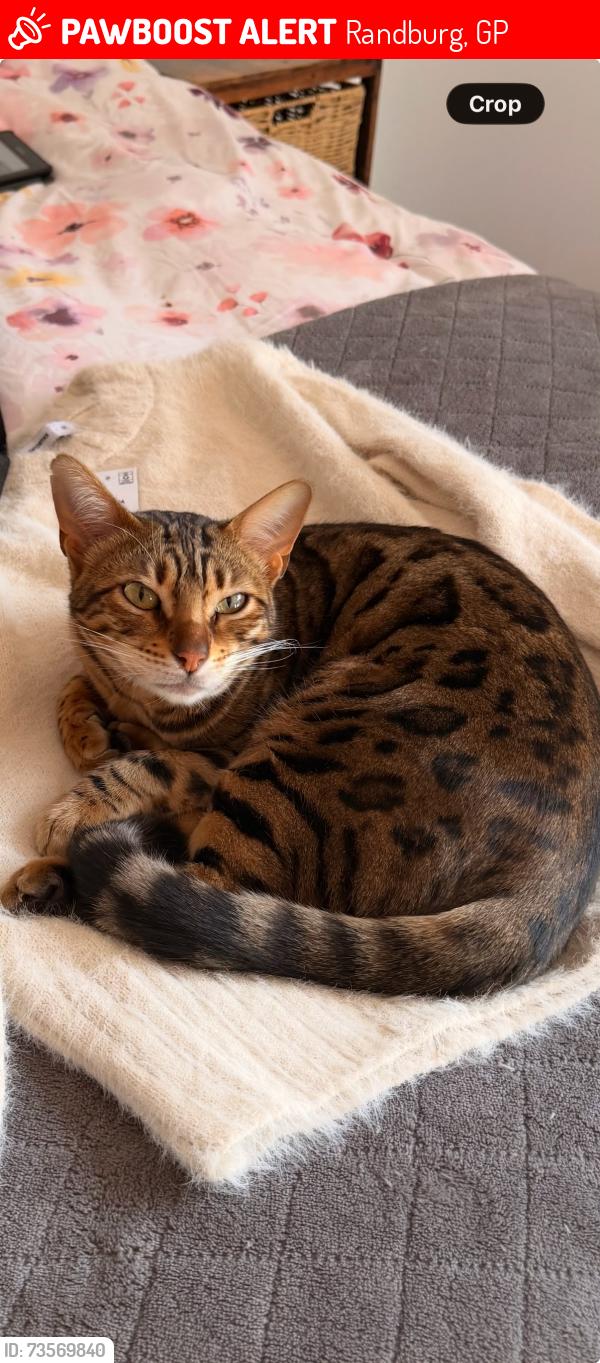 Lost Female Cat last seen Lancaster Avenue, Craighall Park, Randburg, GP 2196