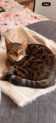 Lost Female Cat last seen Lancaster Avenue, Craighall Park, Randburg, GP 2196