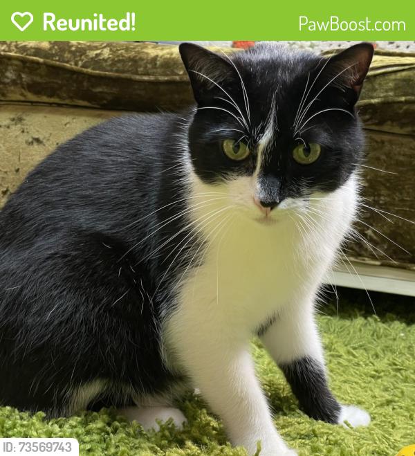 Reunited Male Cat last seen Royal oaks and melcanyon, Duarte, CA 91010