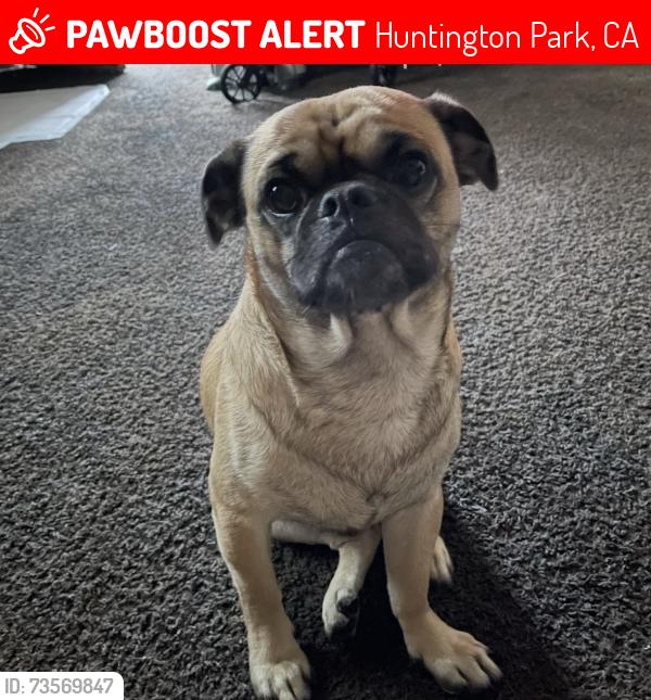 Lost Male Dog last seen Salt lake park, Huntington Park, CA 90255