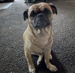 Lost Male Dog last seen Salt lake park, Huntington Park, CA 90255