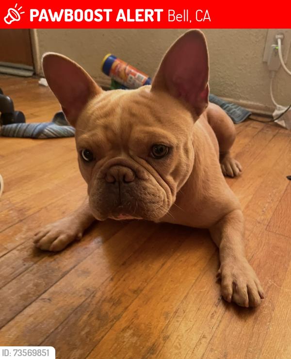 Lost Male Dog last seen Randolph Carmelita, Bell, CA 90201