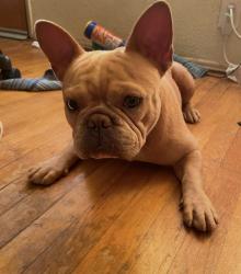 Lost Male Dog last seen Randolph Carmelita, Bell, CA 90201