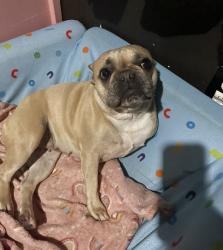 Lost Female Dog last seen Fremont high school, Los Angeles, CA 90044