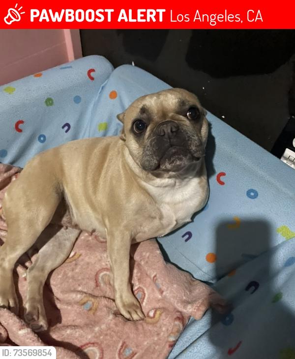 Lost Female Dog last seen Fremont high school, Los Angeles, CA 90044