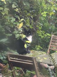 Reunited Female Cat last seen Masefield Drive, Keats Close, Civray Avenue, Norfolk, England PE38 9TS