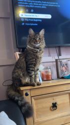 Lost Female Cat last seen Padgate place, Lancashire, England BB11 5RZ
