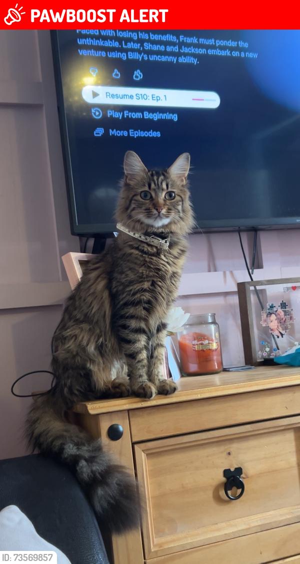 Lost Female Cat last seen Padgate place, Lancashire, England BB11 5RZ