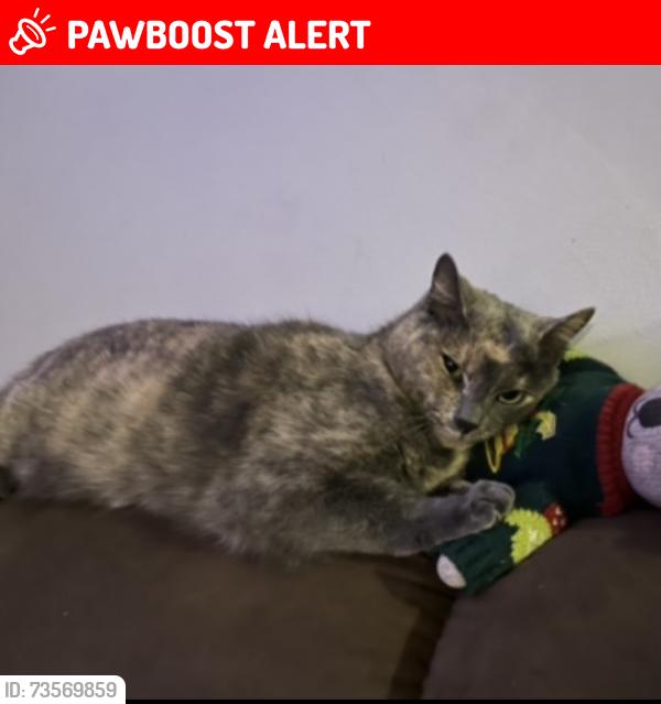 Lost Female Cat last seen Nursery Rd Light Rail Station, Linthicum Heights, MD 21090