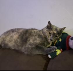 Lost Female Cat last seen Nursery Rd Light Rail Station, Linthicum Heights, MD 21090